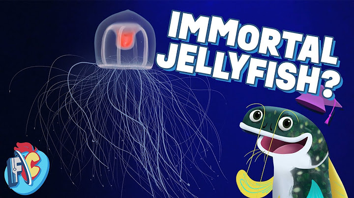 Some Jellyfish Can Live Forever?!
