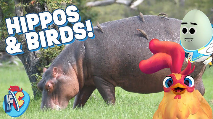 How hippos and birds help each other video poster