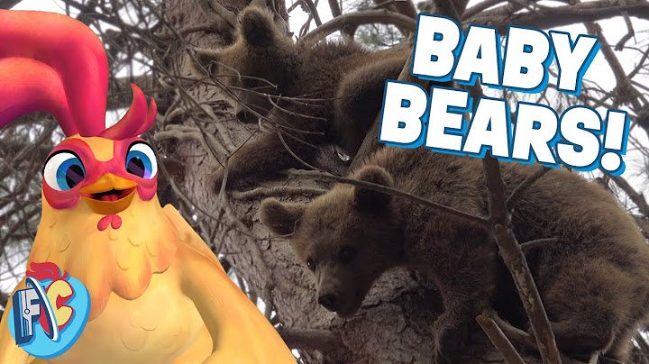 Baby Bears Exploring