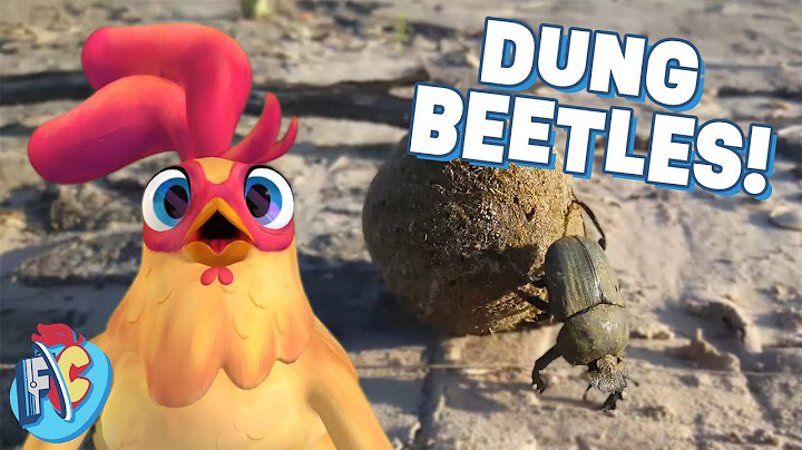 How Dung Beetles Help the Planet