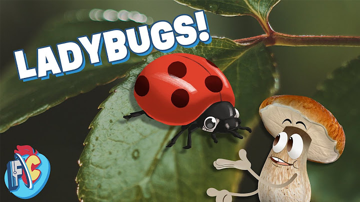 What Do You Know About Ladybugs?