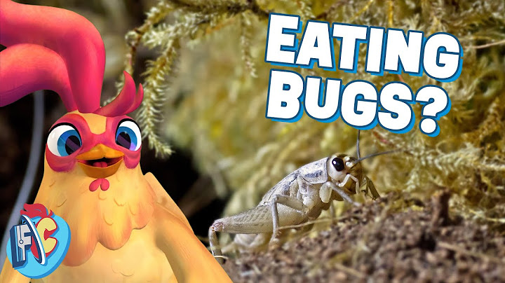 Why is Eating Bugs Good for the Planet?