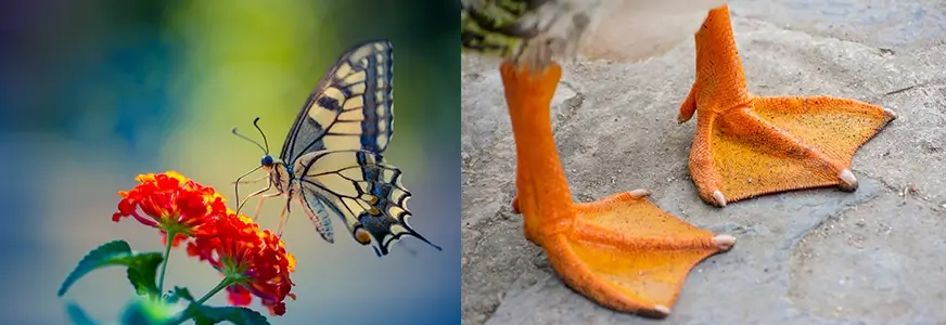 A butterfly sipping nectar from a flower and a close up of a duck's webbed feet