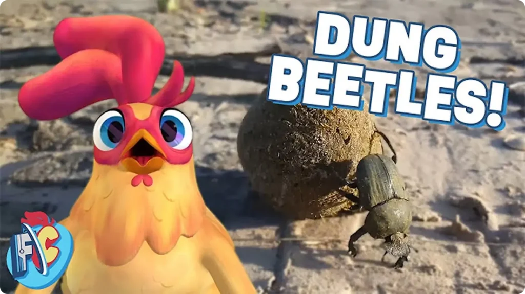 How Dung Beetles Help the Planet with Future Chicken Video Poster