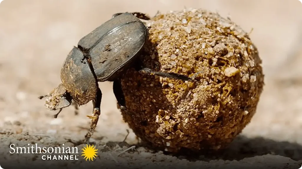 Smithsonian Dung Beetle Video Poster Image